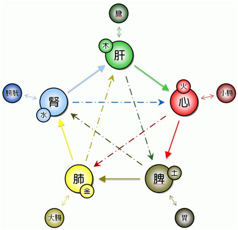 五行 個性|五行人格:理論簡介,套用價值,理論基礎,身形特徵,性格特徵,養生表,。